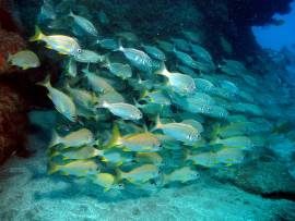 Dive into the warm subtropical waters of Gran Canaria