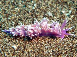 Tauchplatz auf den Kanaren mit Nacktschnecke Flabellina