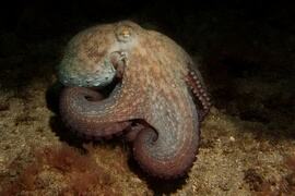 Gran Canaria Duiken met octopus