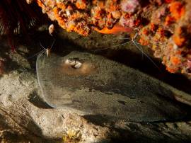 in Gran Canaria the round stingray can be found at several places in the reserve