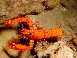 Gran canaria - dive with nudibranch