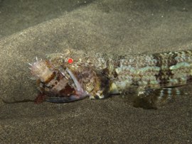 lizardfish with breakfast