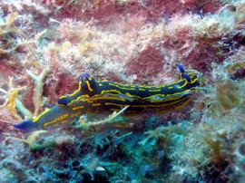 A nudibrach grazes on the vegetation on the table top