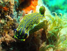 A nudibrach grazes on the vegetation on the table top