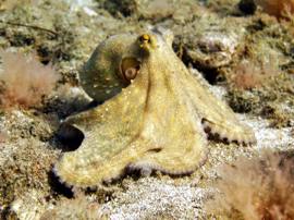 octopus in the canary islands