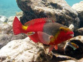 This parrotfish is being cleaned by turkish wrasse at one of the local cleaning stations