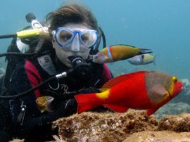 In Gran Canaria diving sites the parrotfish are bright red