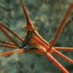 arrowhead crab  seen underwater in Gran Canaria