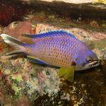 Damselfish in Atlantic waters of Gran Canaria