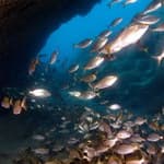 Shoal of Roncadors underwater Gran Canaria, Atlantic Ocean