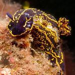 Scuba Diver finds nudibranch (hypselodoris picta) underwater in Gran Canaria