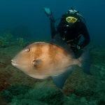 Scuba Diver with Triggerfish in Gran Canaria