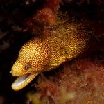 Goldentail Moray Eel underwater in Gran Canaria