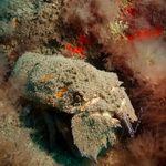 Cape Lobster seen while scuba diving in Canary Islands