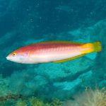Marine life in Protected zone in Arinaga