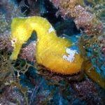 Seahorse (Syngnathiformes) underwater in El Cabron Gran Canaria