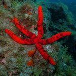 Starfish underwater in Gran Canaria 