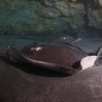 Stingray swimming in Atlantic waters of Gran Canaria