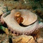 Octopus underwater Gran Canaria, Atlantic Ocean