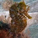 Seahorse (Syngnathiformes) underwater in El Cabron Gran Canaria