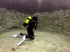 Gran Canaria - Dive into the shoals in warm subtropical waters of the El Cabrón marine reserve