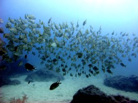 The shoal of grunts can make a dive unforgettable in Gran Canaria