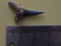 The tooth of a Sand Tiger shark from near Arinaga in the Canary Islands