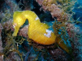 Shy and secretive sea-horses can be seen when diving in Arinaga