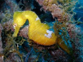 Seahorses are rare in Gran Canaria