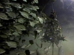December diving gran canaria