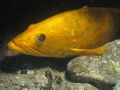 Latest special diving highlights and sightings
                          in the El Cabrón marine reserve in Gran Canaria are
                          updated every day