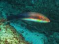 Latest special diving highlights and sightings
                          in the El Cabrón marine reserve in Gran Canaria are
                          updated every day