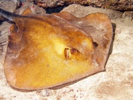 This common stingray can be seen SCUBA Diving in Maspalomas