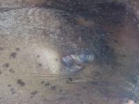 The eye of a round stingray