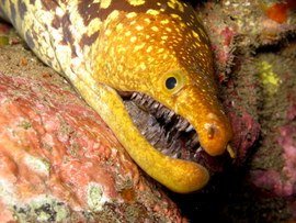 diving Canary Islands with Moray Eel