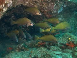 Verrogato (Shi-drum) canaries