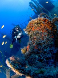 The Arona is a spectacular wreck, covered in marine life