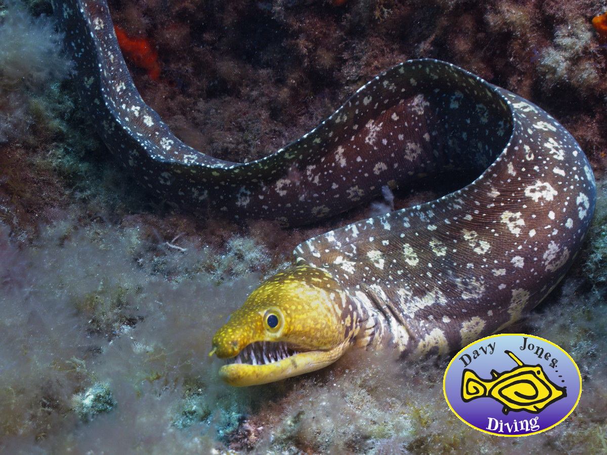 tiger moray diving canary islands