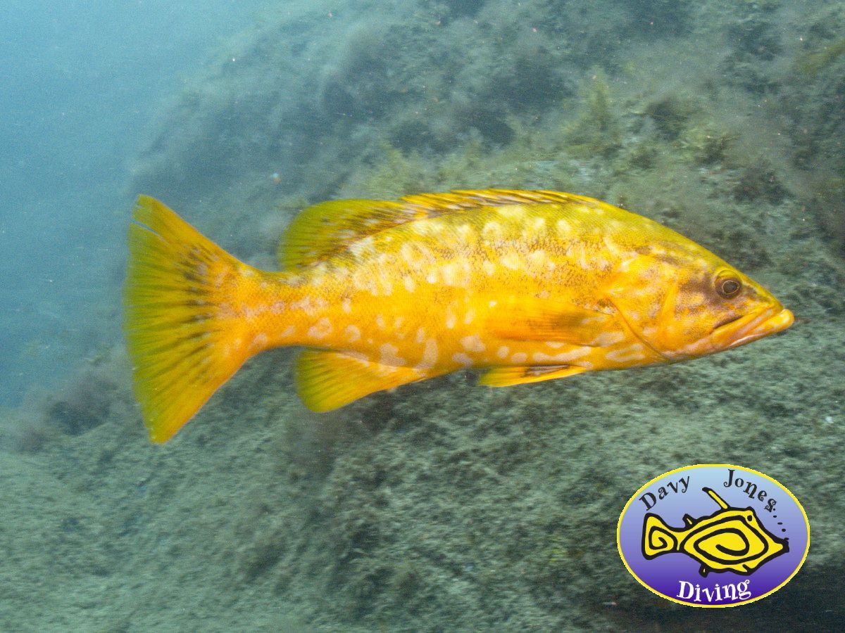 Abade Capitan canary islands