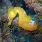 Most varied marine life in Gran Canaria