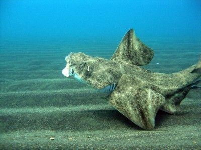 Angelsharks can often be found while scuba diving in sandy areas around Gran Canaria