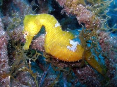 Seahorses can often be found in sandy areas while scuba diving in Gran Canaria