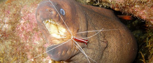 Es gibt drei typen von Mureäne im Arinaga Marine Reserve, Gran Canaria