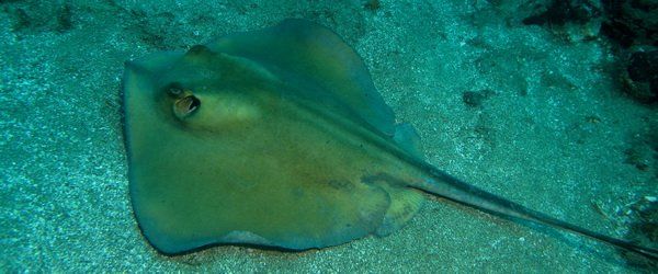 Common or Yellow Stingray in the Canary Islands and Arinaga scuba diving
