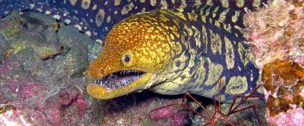 There are four types of moray eel in the Arinaga Marine Reserve, Gran Canaria