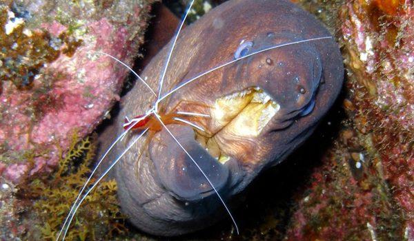 Morena Negro - una de los 3 tipos en la reserva marina del Cabrón Arinaga Gran Canaria