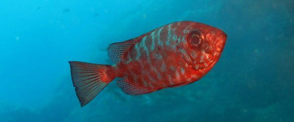 Glass-eyes are found under overhangs in the canaries and on night dives