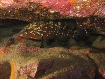 dusky grouper