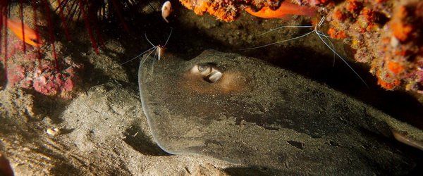 The Round Stingray is often found in the Canary Islands and Arinaga scuba diving