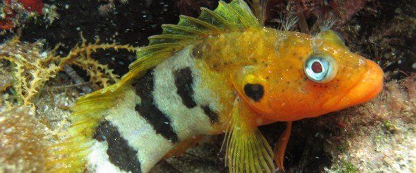 Hairy Blenny zijn overal te vinden maar moeilijk te spotten tijdens het duiken.